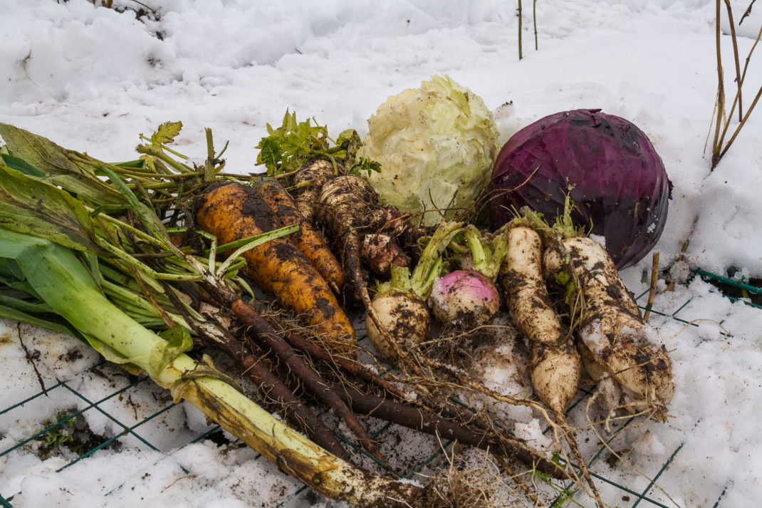 En jordig skörd av kål och rostsaker ligger på snö.