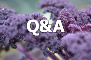 Texten q&a står ovanpå en bild av lila grönkål.