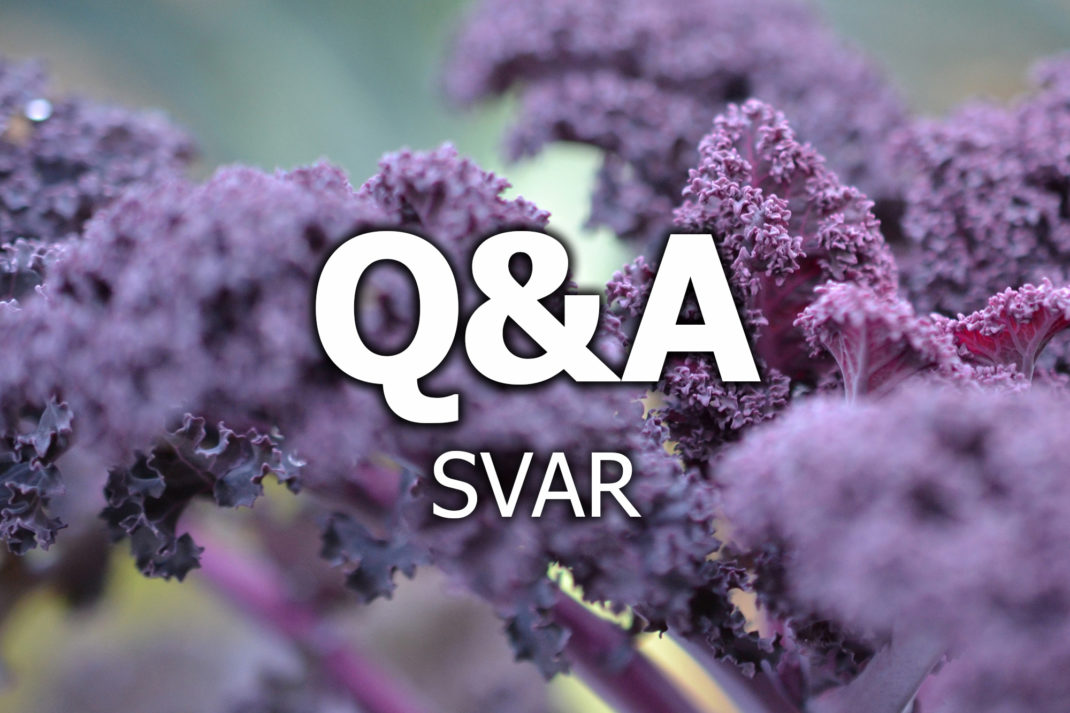 Texten q&a svar står ovanpå en bild av lila grönkål.