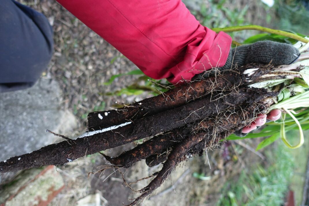 Sara håller ett stort knippe svartrötter i handen. 