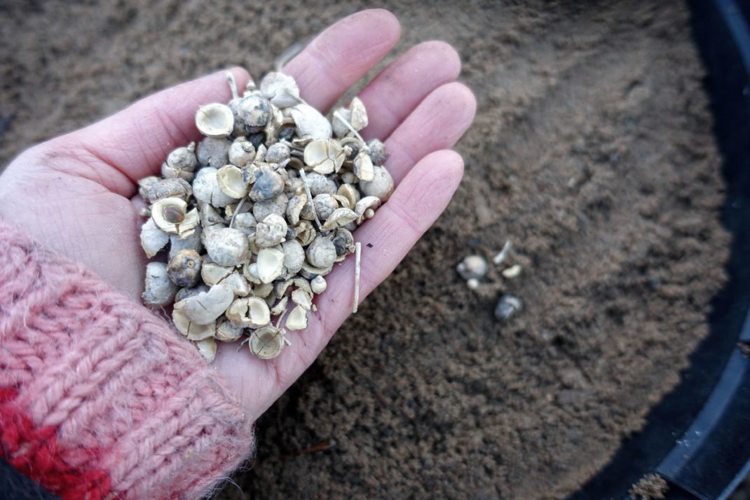 En hand håller fröer av strandkål över en kruka fylld med sand. 