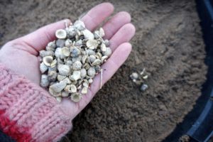 En hand håller fröer av strandkål över en kruka fylld med sand.