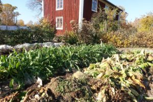 En köksträdgård på hösten med gröna blad som sticker upp ur en bädd.