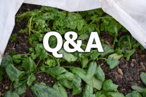 Texten Q&A står på ett foto av perislja och spenat under en fiberduk.