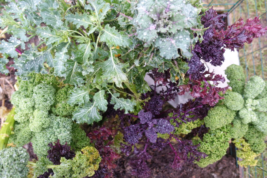 Närbild på frodig kål i blandade färger.