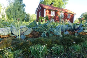Det växer i trädgården.