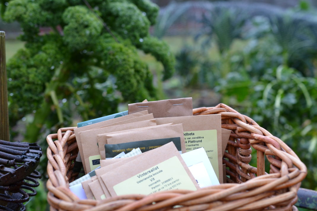 En korg med fröer står framför frodig grönkål.