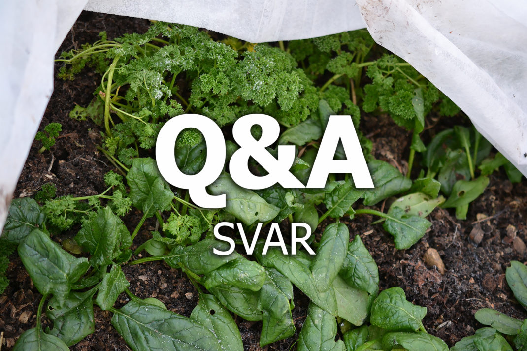 Bladgrönsaker under en fiberduk med texten Q&A svar på.