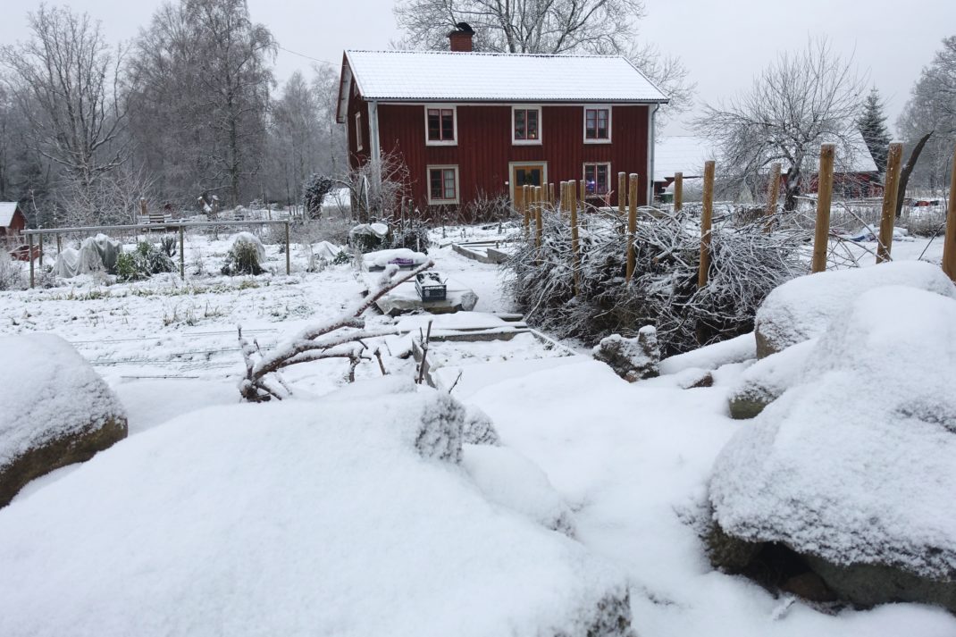 Köksträdgården täckt av snö en gråmulen vinterdag. 