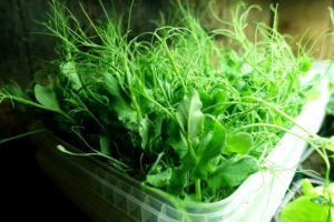 En bytta med illgröna ärtskott.