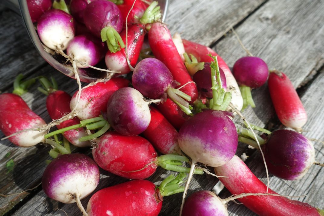 Krispiga röda och lila rädisor ligger på en bräda.
