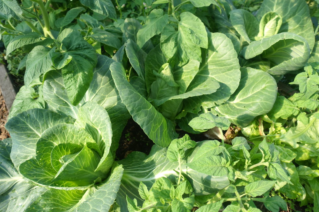 Vacker grön pigg spetskål i tunnelväxthus. 