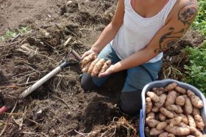 Sara sitter i ett lanne och tar upp finfin potatis.