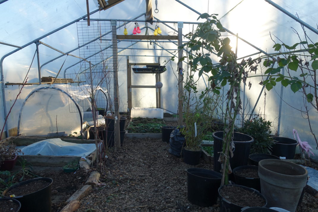 Saras växthus mitt i kalla januari.