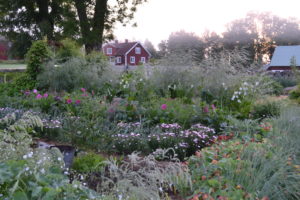 Köksträdgård med många blommor