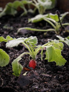 Frostnupna rädisor.