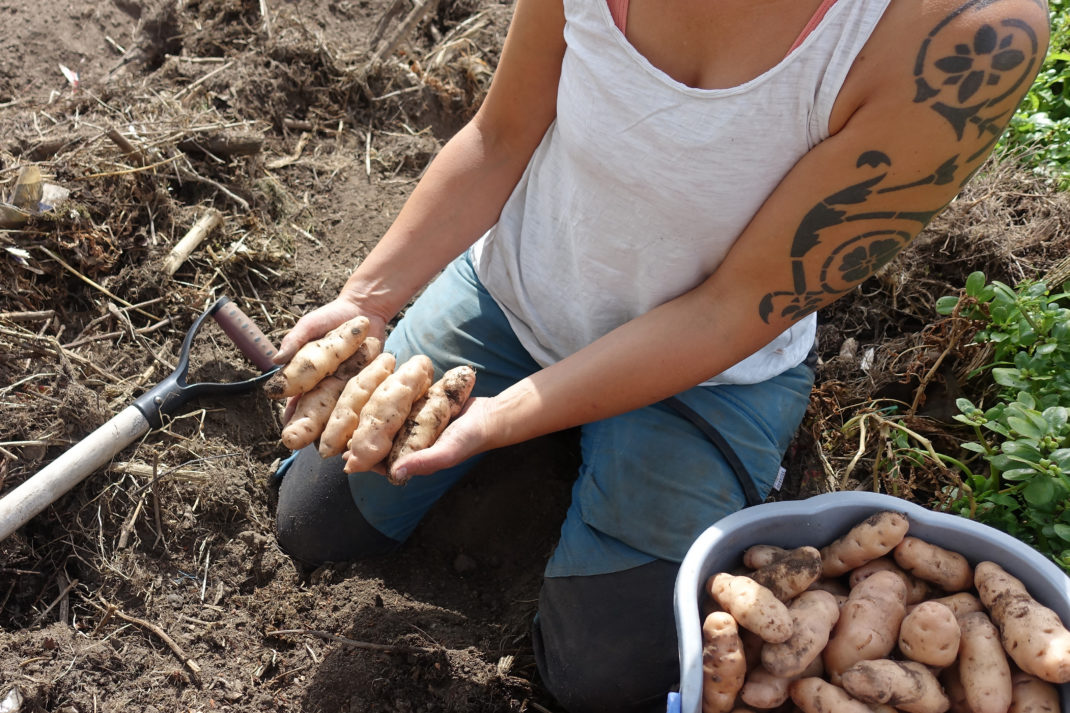 Sara sitter i ett lanne och tar upp finfin potatis.