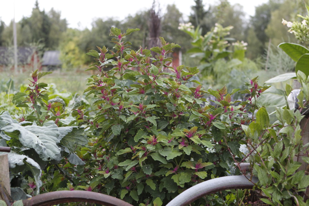 Närbild av vacker målla.