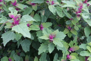 Närbild av vacker målla.