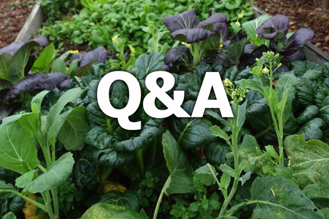 Bild av bladgrönsaker och texten Q&A.