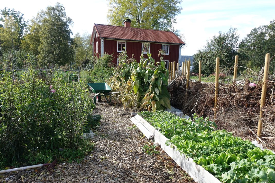 Bild från höstlig köksträdgård där en lång odlingsbädd är full av grönsaker bredvid ett vackert staket av gamla grenar. 