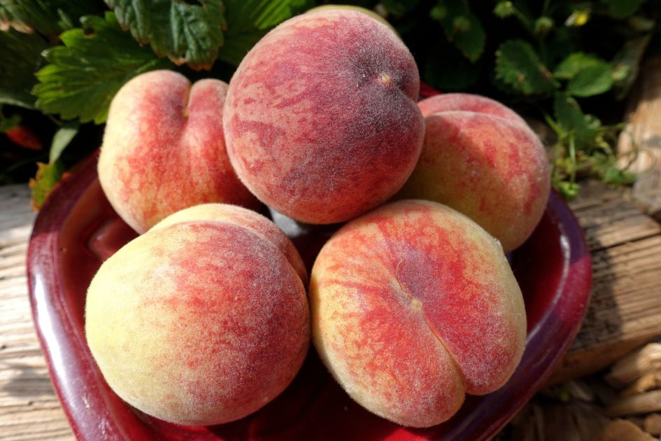 My 4 favorite peach varieties Sara's Kitchen Garden