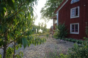En bild från trädgården i solnedgång med ett grönt träd i förgrunden - ett persikoträd.