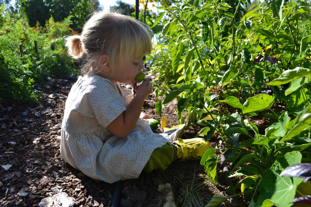 Ett litet barn sitter och äter små paprikor i köksträdgården. 