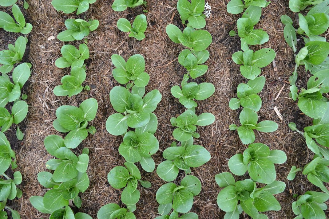 Gröna små knubbiga plantor på rad, fotograferade ovanifrån. 
