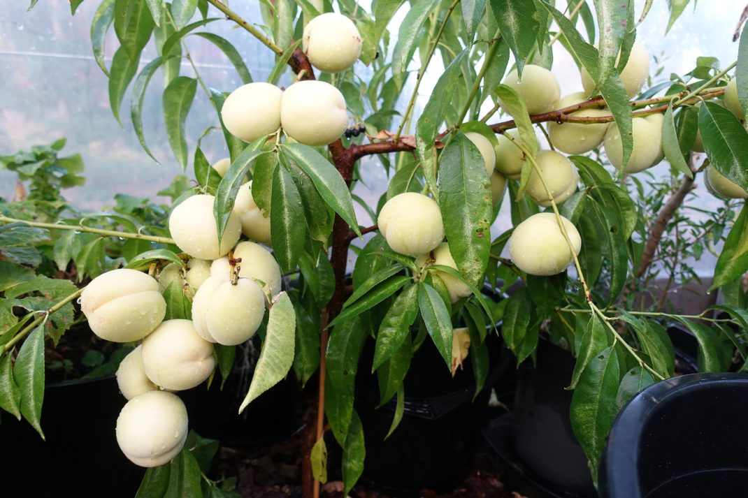 Ett litet träd fullt med små vita frukter. 