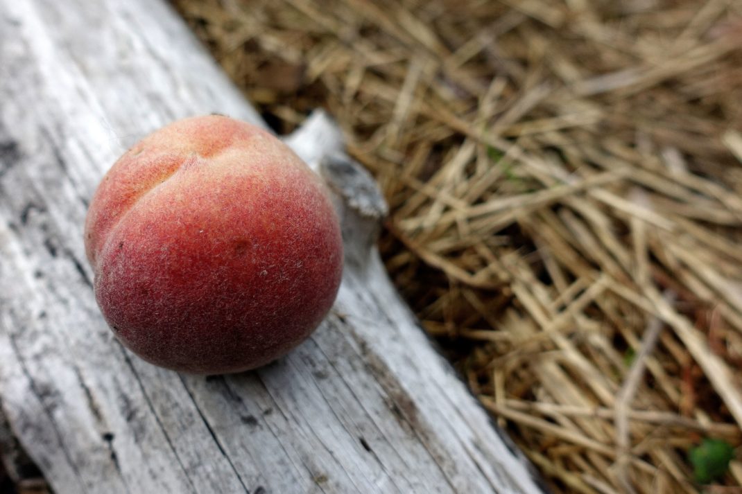 En ensam frukt med rött skal fotograferat på en vindpinad grå bräda. 