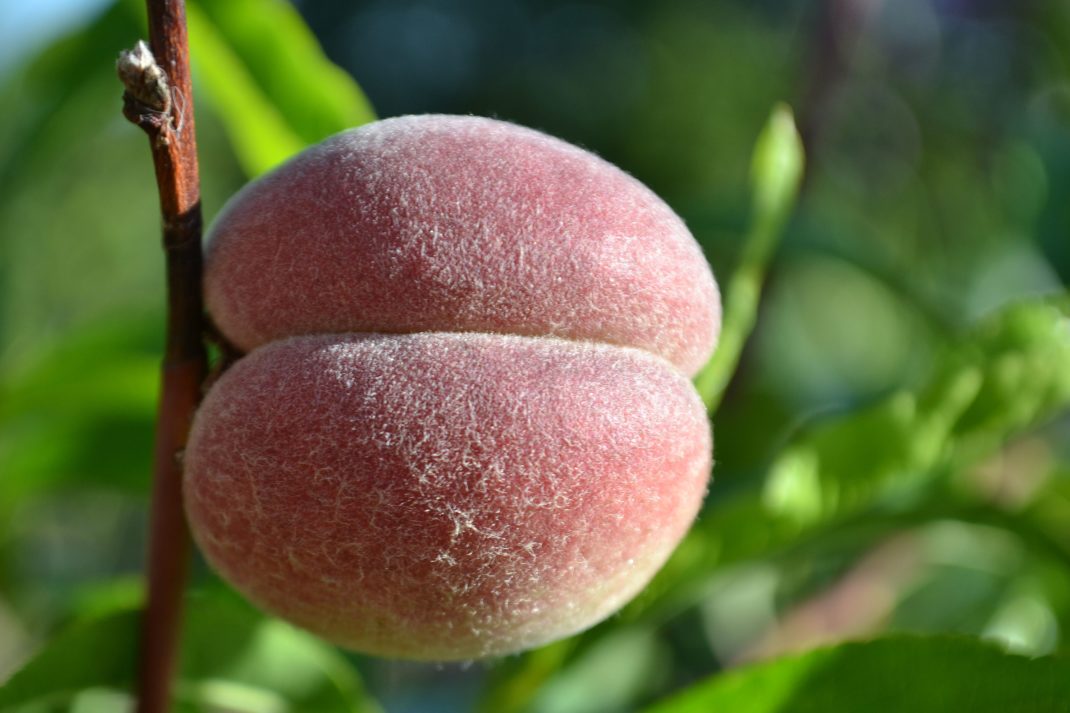 Närbild på en persika med rött och lite ludet skal. 