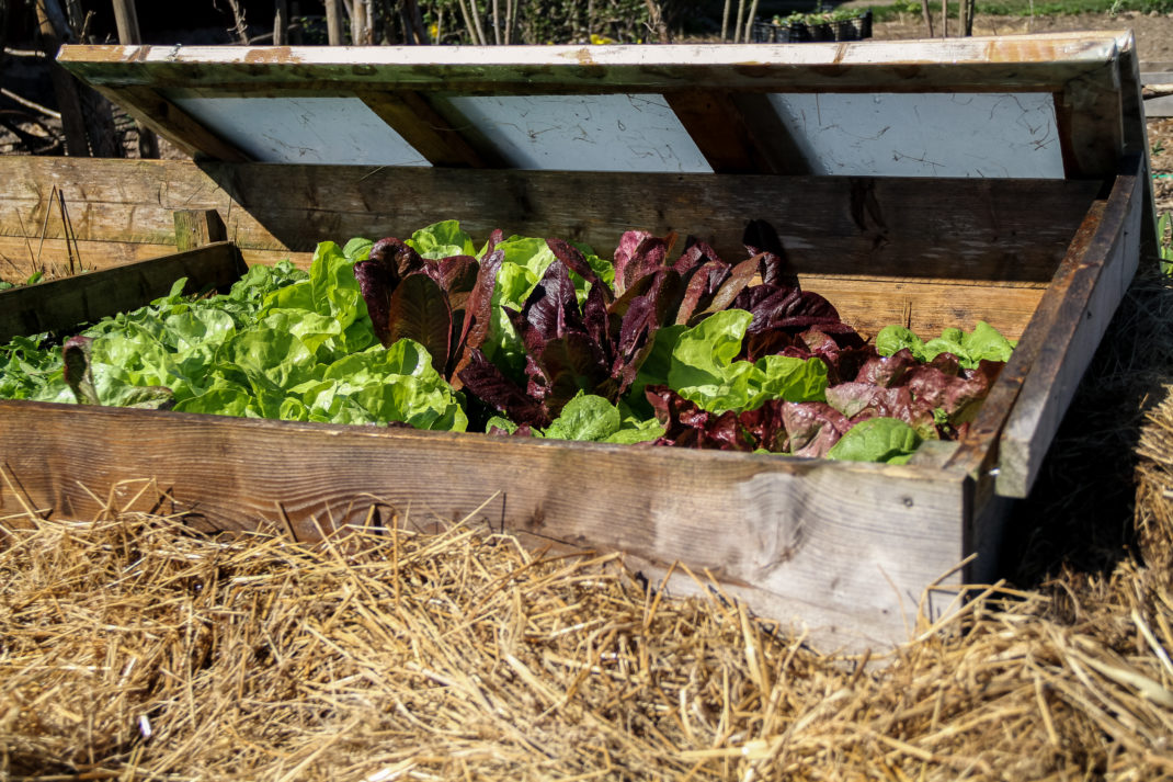 I den färdiga vamrbänken växer frodig sallat.