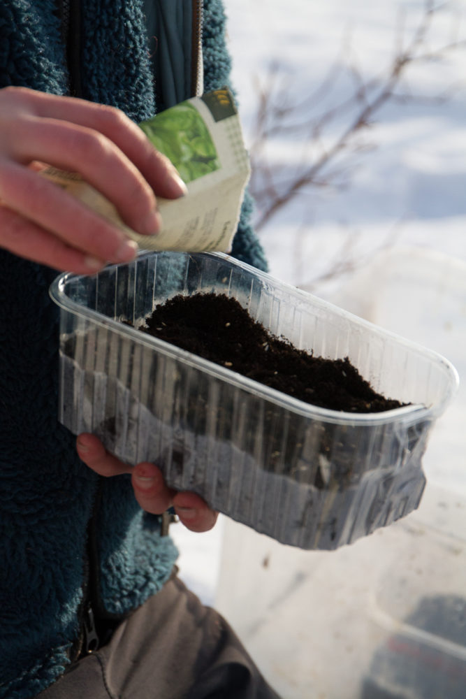 Sara sår i vindruvsask som är fylld av jord.