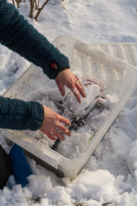 Sara lägger snö ovanpå sådder i plastbacken.