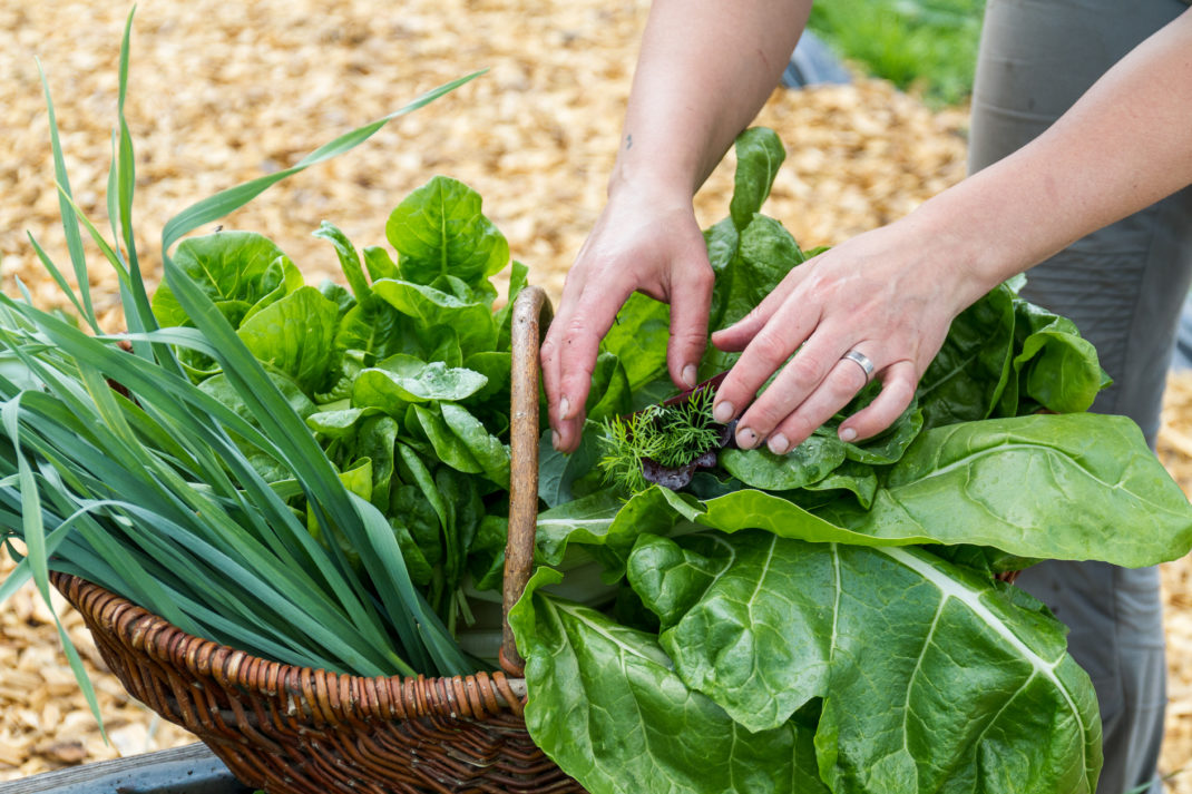 En korg full av skörd från vintersådder