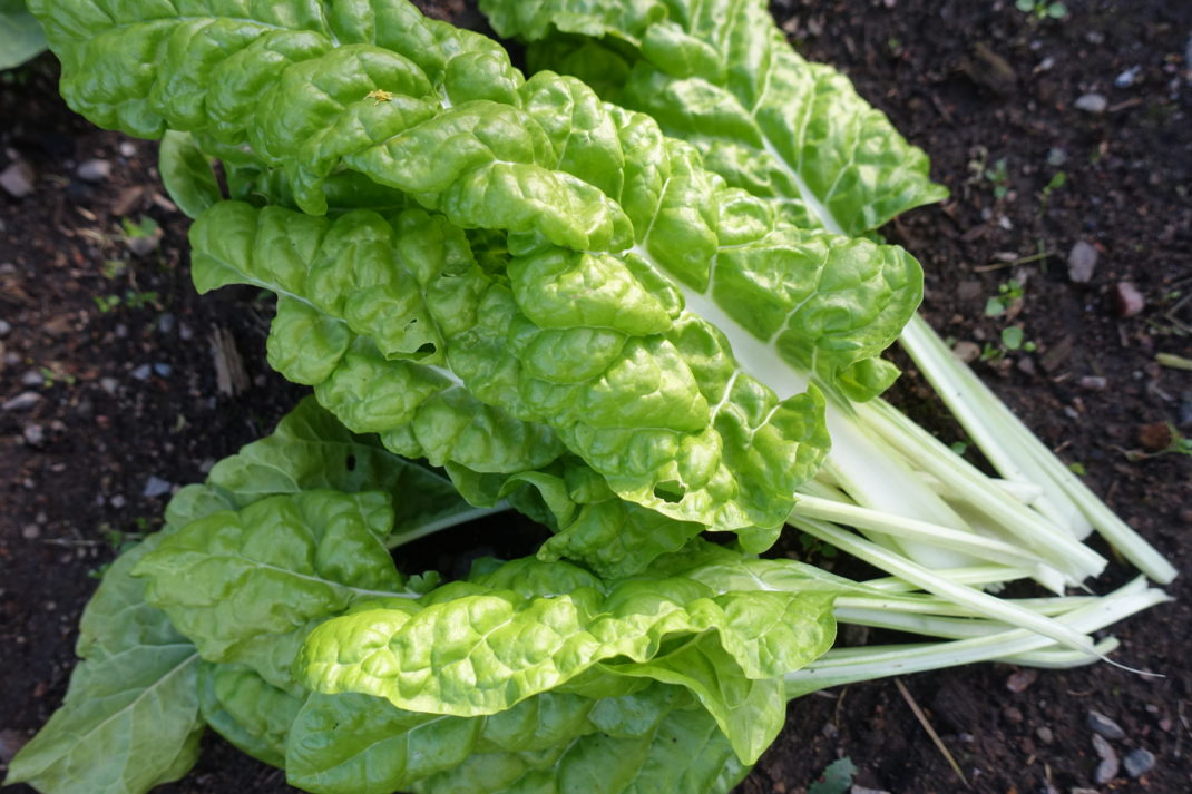 Frodig mangold av sorten Lucullus ligger skördad i landet.