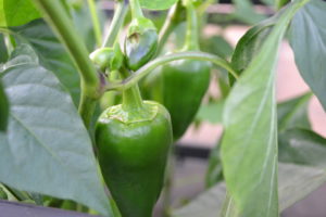 I månadens sådd i februari sår vi paprika i odlingspluggar.