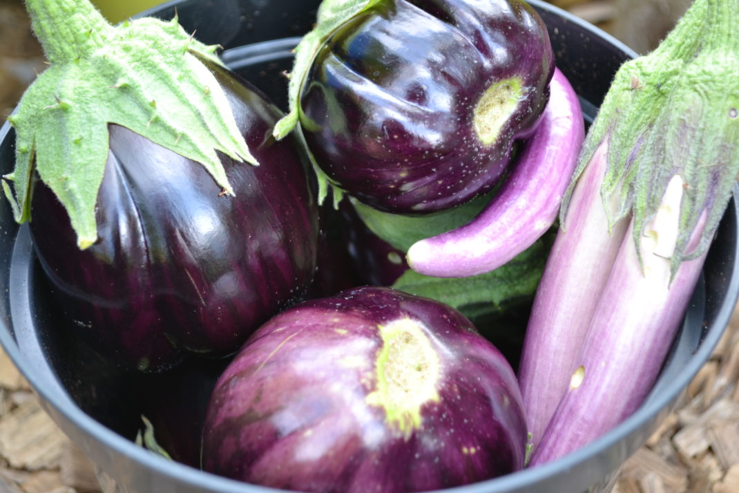En härligt skörd med aubergine i blandade lila nyanser.