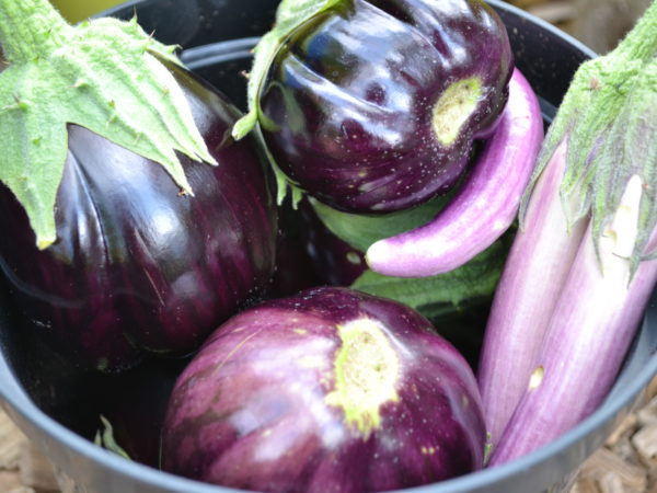 En härligt skörd med aubergine i blandade lila nyanser.