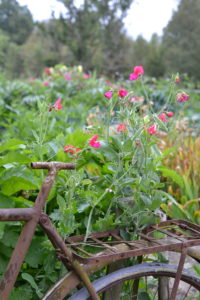 Luktärt i rosa över cyklarna.
