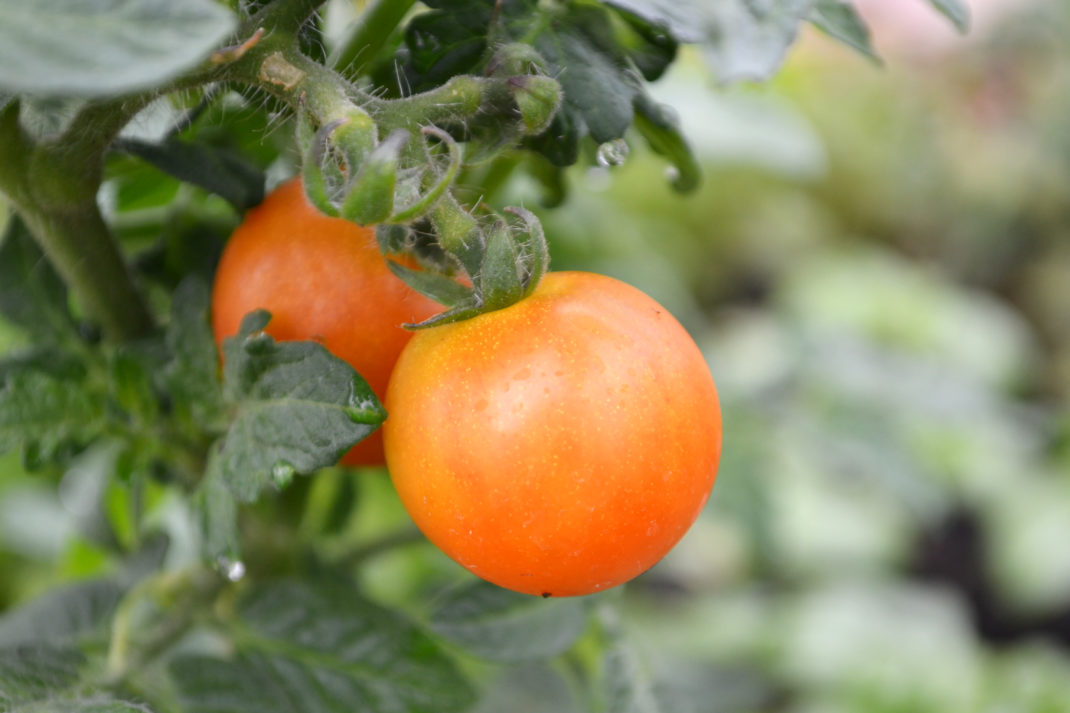 Närbild av en läckert gulorange tomat på en planta.