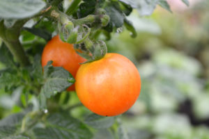 Närbild av en läckert gulorange tomat på en planta.