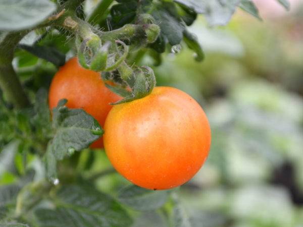 Närbild av en läckert gulorange tomat på en planta.