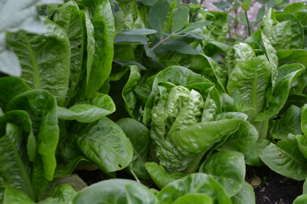 Närbild av fint knyten sallat Little Gem.