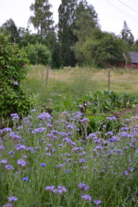 Vacker honungsfacelia framför en kohage.