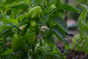 I månadens sådd i februari sår vi paprika i odlingspluggar.