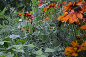 Vacker sommarrudbeckia i vilt orange.