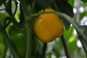 I månadens sådd i februari sår vi paprika i odlingspluggar.