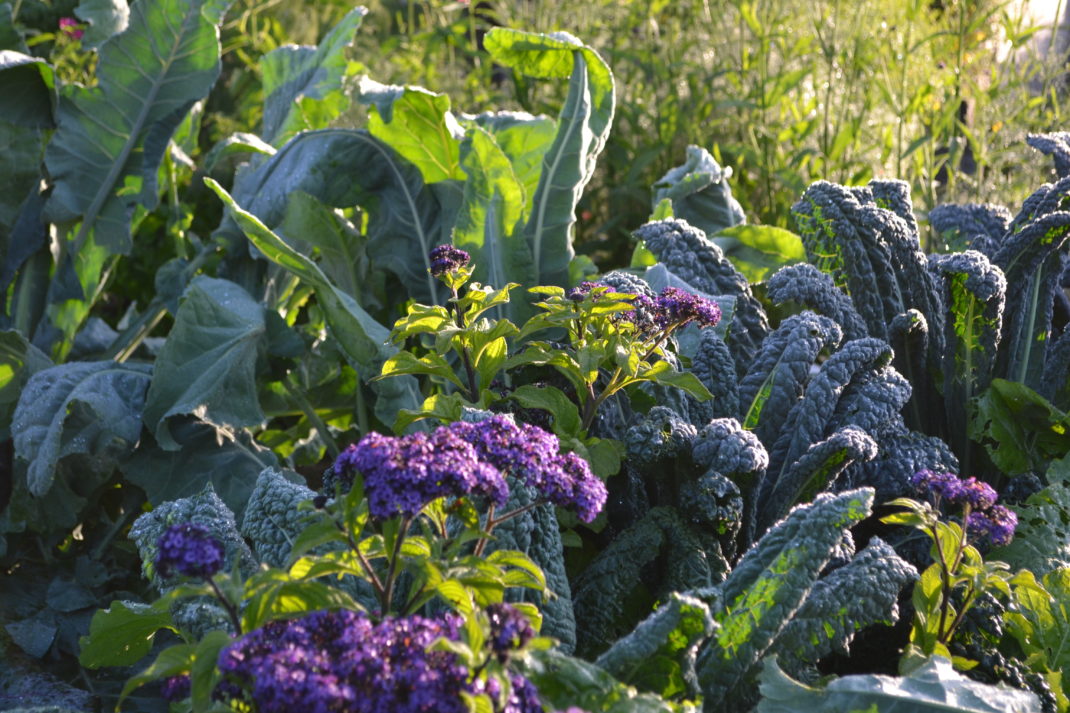 Heliotrop tillsammans med bland annat svartkål.